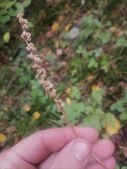 Tofieldia calyculata