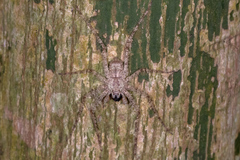 Pandercetes gracilis