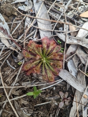 Drosera spatulata