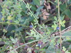 Chrysojasminum fruticans