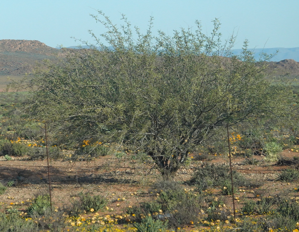 mesquites from Garies to Nieuwoudtville via Kliprand and Loeriesfontein ...