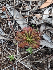 Drosera spatulata