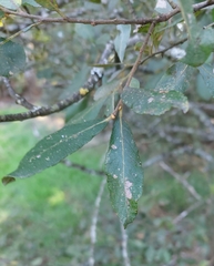 Salix atrocinerea