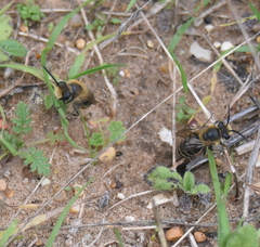 Colletes hederae
