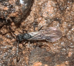 Rhytidoponera tasmaniensis