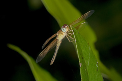 Neurothemis stigmatizans