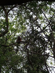 Alouatta guariba