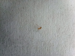 Psocodea