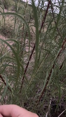 Chilopsis linearis arcuata