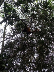 Alouatta guariba