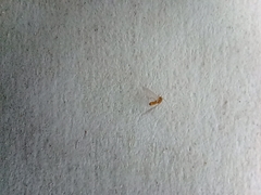 Psocodea
