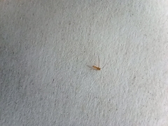 Psocodea
