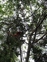 Alouatta guariba