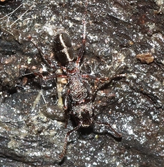 Rhytidoponera tasmaniensis