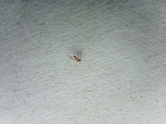 Psocodea