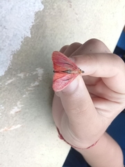 Arctioblepsis rubida