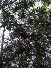 Alouatta guariba