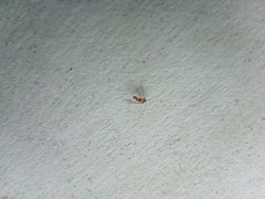 Psocodea