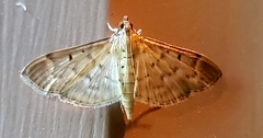 Herpetogramma bipunctalis