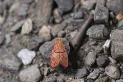 Aberrasine lichenshihi