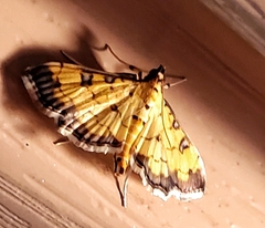 Ategumia ebulealis