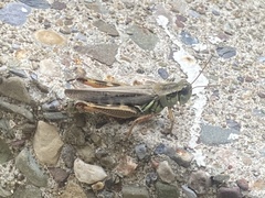 Melanoplus femurrubrum
