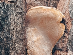 Pseudospongipellis unicolor