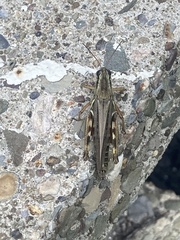 Melanoplus femurrubrum