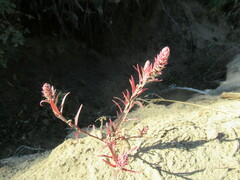 Corispermum redowskii