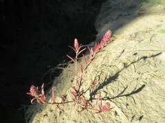 Corispermum redowskii