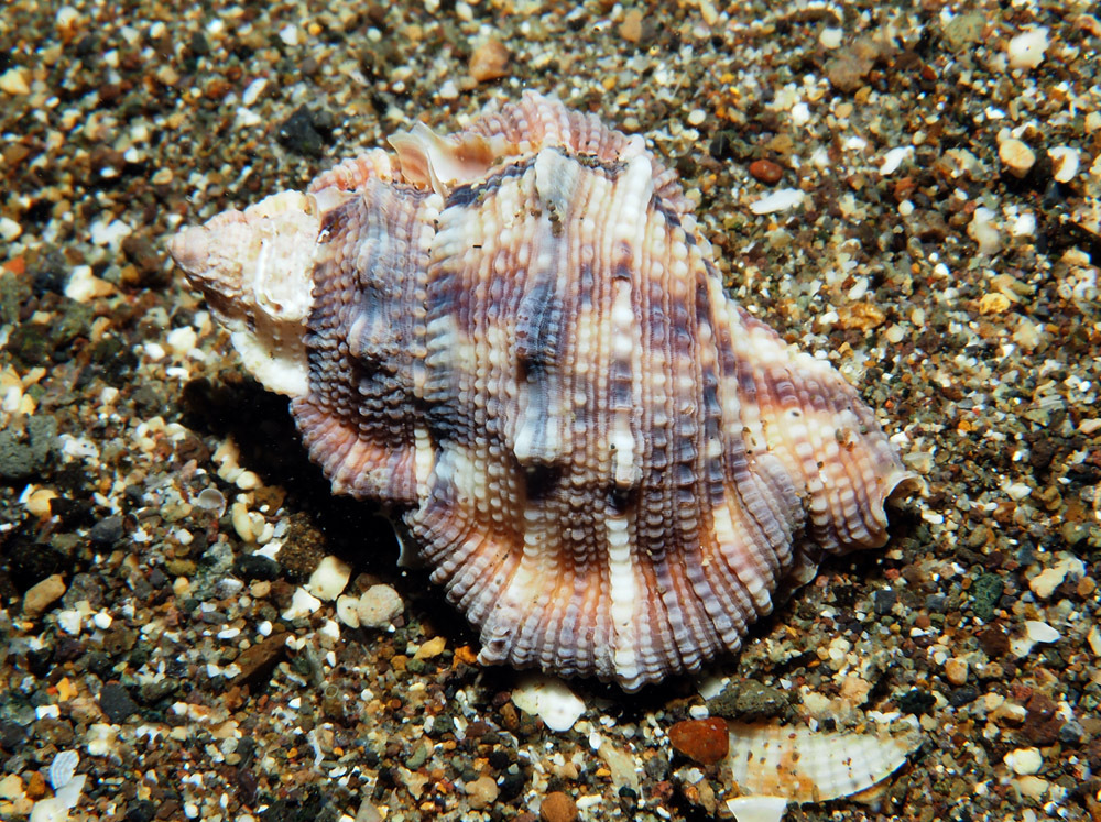 Bursina