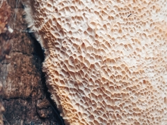 Pseudospongipellis unicolor