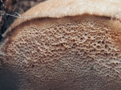 Pseudospongipellis unicolor