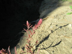 Corispermum redowskii