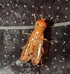 Tetanocera