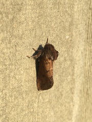 Acrolophus plumifrontella