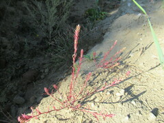 Corispermum redowskii