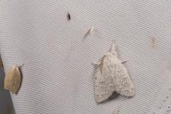 Cnethodonta grisescens