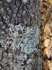 Flavopunctelia soredica