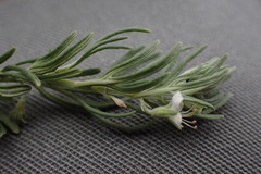 Teucrium africanum