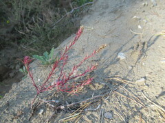 Corispermum redowskii