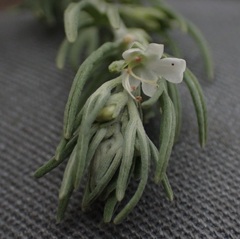 Teucrium africanum