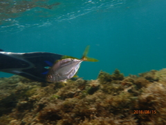 Caranx bartholomaei