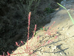 Corispermum redowskii