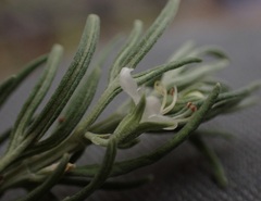 Teucrium africanum
