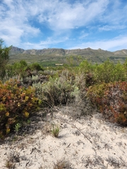 Lachnaea capitata
