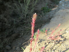 Corispermum redowskii