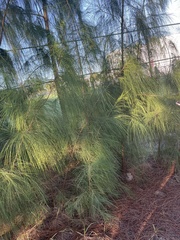 Casuarina