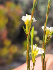 Lachnaea capitata