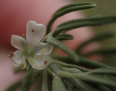 Teucrium africanum
